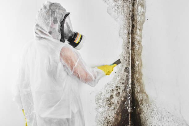 Best Black Mold Removal  in North Les, AK
