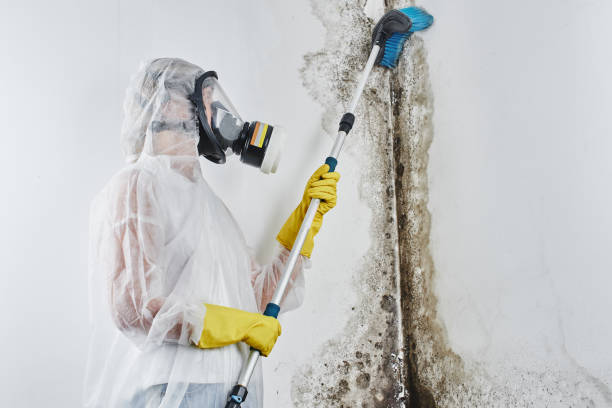 Best Mold Testing  in North Les, AK