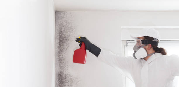Professional Mold Removal in North Lakes, AK