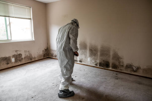 Best Best Mold Removal Companies  in North Les, AK