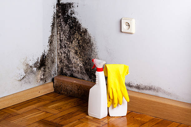 Best Mold Testing  in North Les, AK